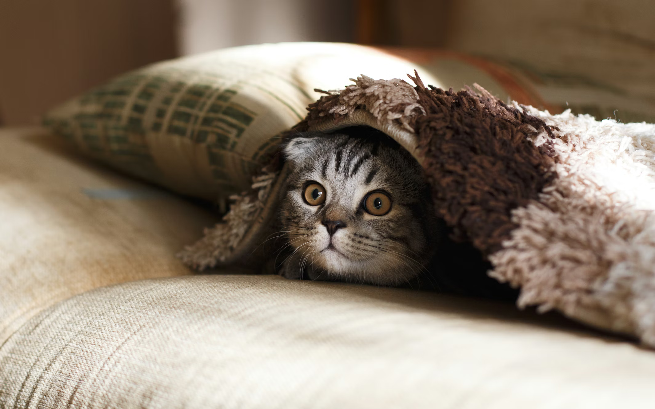 A cat sat on a couch cushion, hiding under a throw. The cat has grey fur.